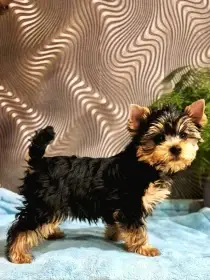 Jorkšírský terier s PP FCI