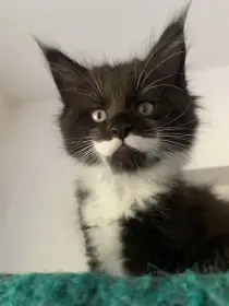 Mainská mývalí kočka s PP, dva kocourci a 1 kočička