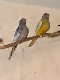 Neoféma modrohlavá lemovaná - 1,1 kroužek 25