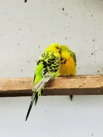 Andulky TCB pár 2024