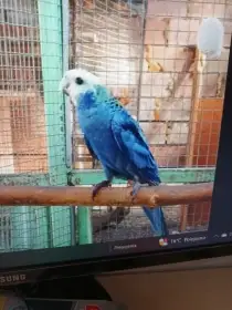 Rozela žltohlava severná