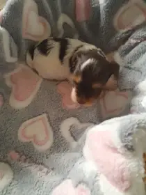 Jorkširský teriér birro