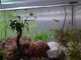 Živorodka - paví očko