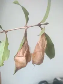 Samia cynthia walkeri