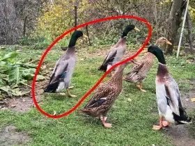 Prodám 2 kačery indického běžce divoké zbarvení