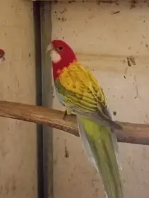 Rosela pestrá modrá gold gold