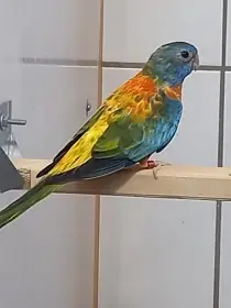 Prodám neofémy modrohlavé