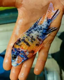 Největší výběr Afrických cichlid na jihu Čech
