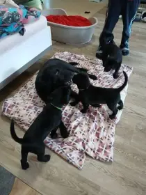 Štěňátka v typu labradora