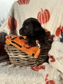 Labrador štěňátka s PP čokoládová