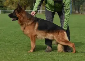 Německý ovčák - štěňátka s PP