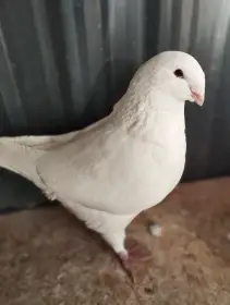 Prodám Gigant Homér