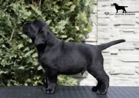 černé štěně postoj z Blazing Diamond