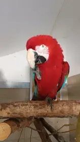 Female Chloroptera 2010