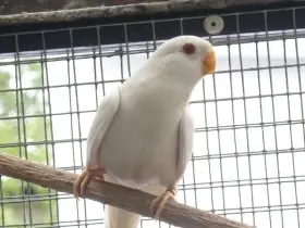 Neoféma modrohlavá albino