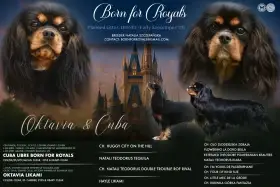 Black and tan Cavalier King Charles Spaniel Females