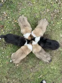 Stenata border colie / colie