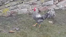 Nabízím letošní mladé kohutky