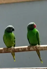 Alexander smaragdový