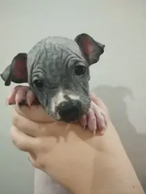 Americký bezsrstý teriér s PP (FCI)