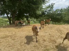 Beran otec na fotce z léta 2025