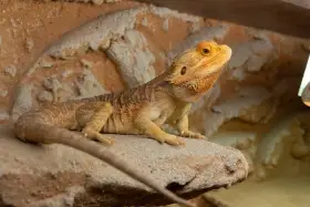 Agama vousatá a terárium