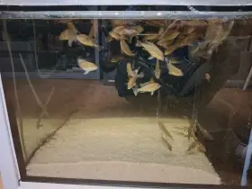 Geophagus tapajos red head