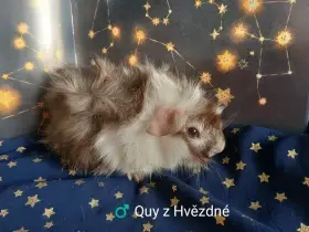 Morčátko CHS z Hvězdné Liberce