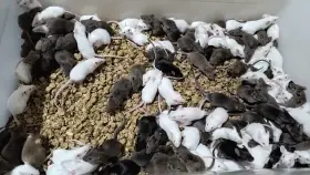 Živá exotika 22.11. myši všech velikostí