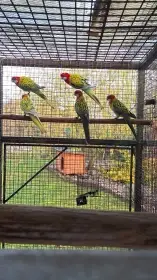 Rosela pestra straka