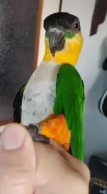 Amazonek černotemenný samička