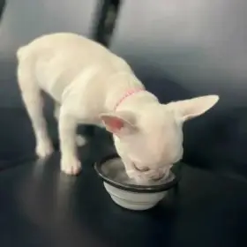 Štěňátka francouzského buldočka jsou k odběru.