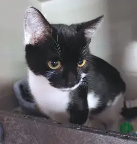 Kočička Lilina hledá nový domov