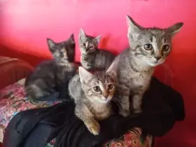 Koťátka narozená 5 září