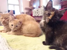 Se strejdou kocourem