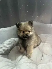 Pomeranian