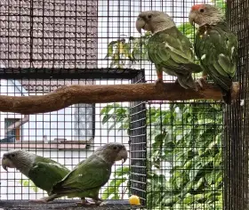 Papoušek šedohlavý (Kapský) 2,0 2025