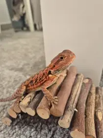 Agama vousatá- mláďata