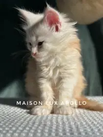 Mainská mývalí koťátka s PP