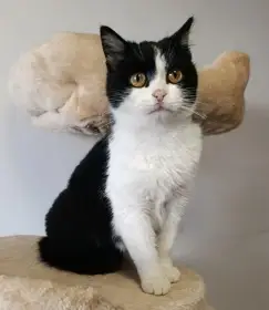 Kočička Leny hledá nový domov