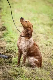 Daruji fenku Bretaňského ohaře