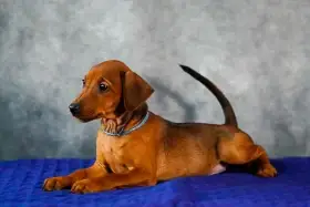 Štěňata pinče jsou připravena k odběru