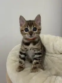 Bengálská hnědá kočička s PP