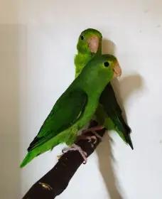 Papoušíček vrabčí samičky 2024