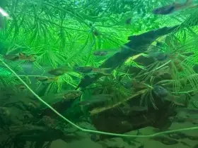 Vlastní odchov endlerek