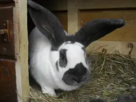 Prodám čistokrevné odchovy