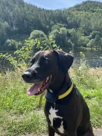 Daruji fenku křížence