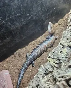 Katarální jazyk scink