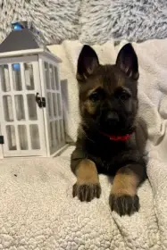 Německý ovčák s PP