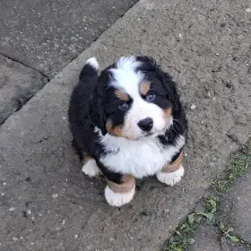 Bernský salašnický pes - štěně, pejsek